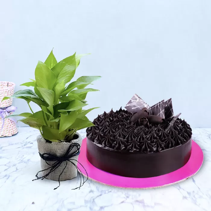 Chocolate Truffle Cake With Money Plant